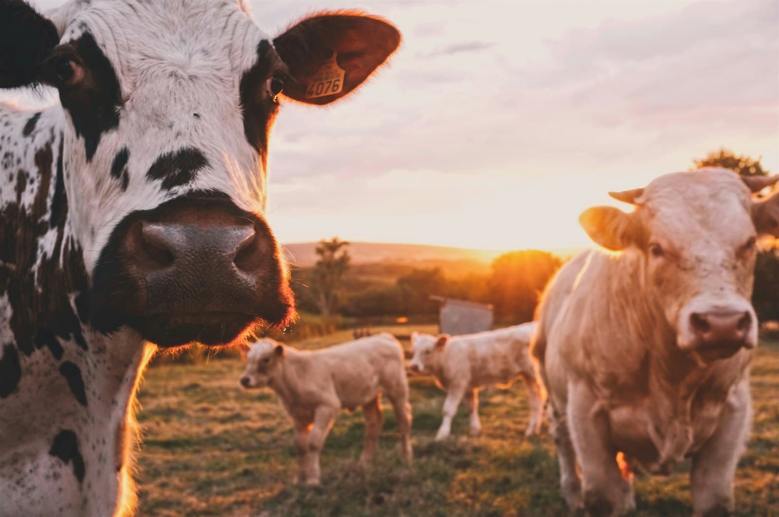 Bovins au pré en fin de journée