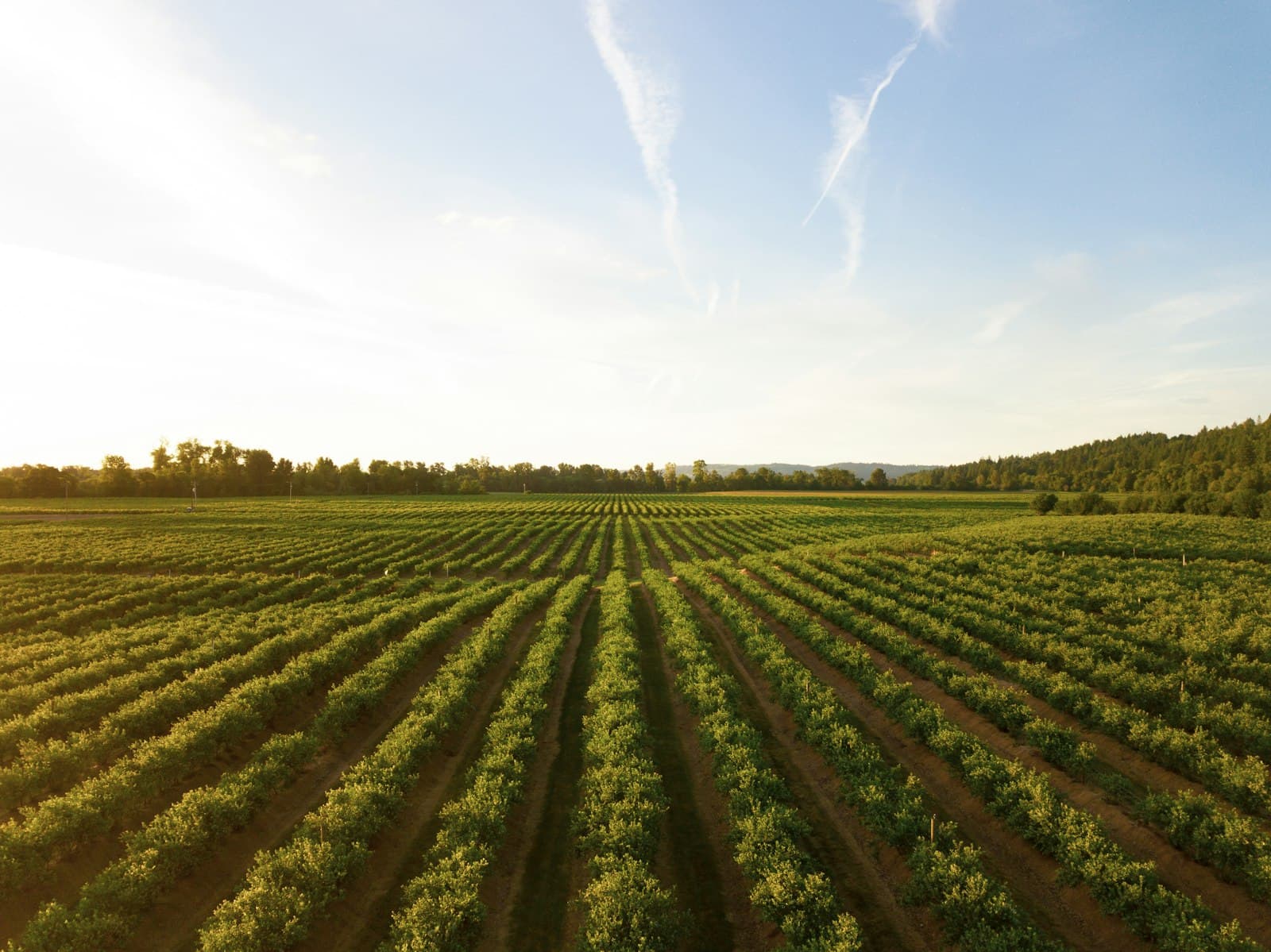 Parcelle agricole conduite en rangs, au soleil du matin