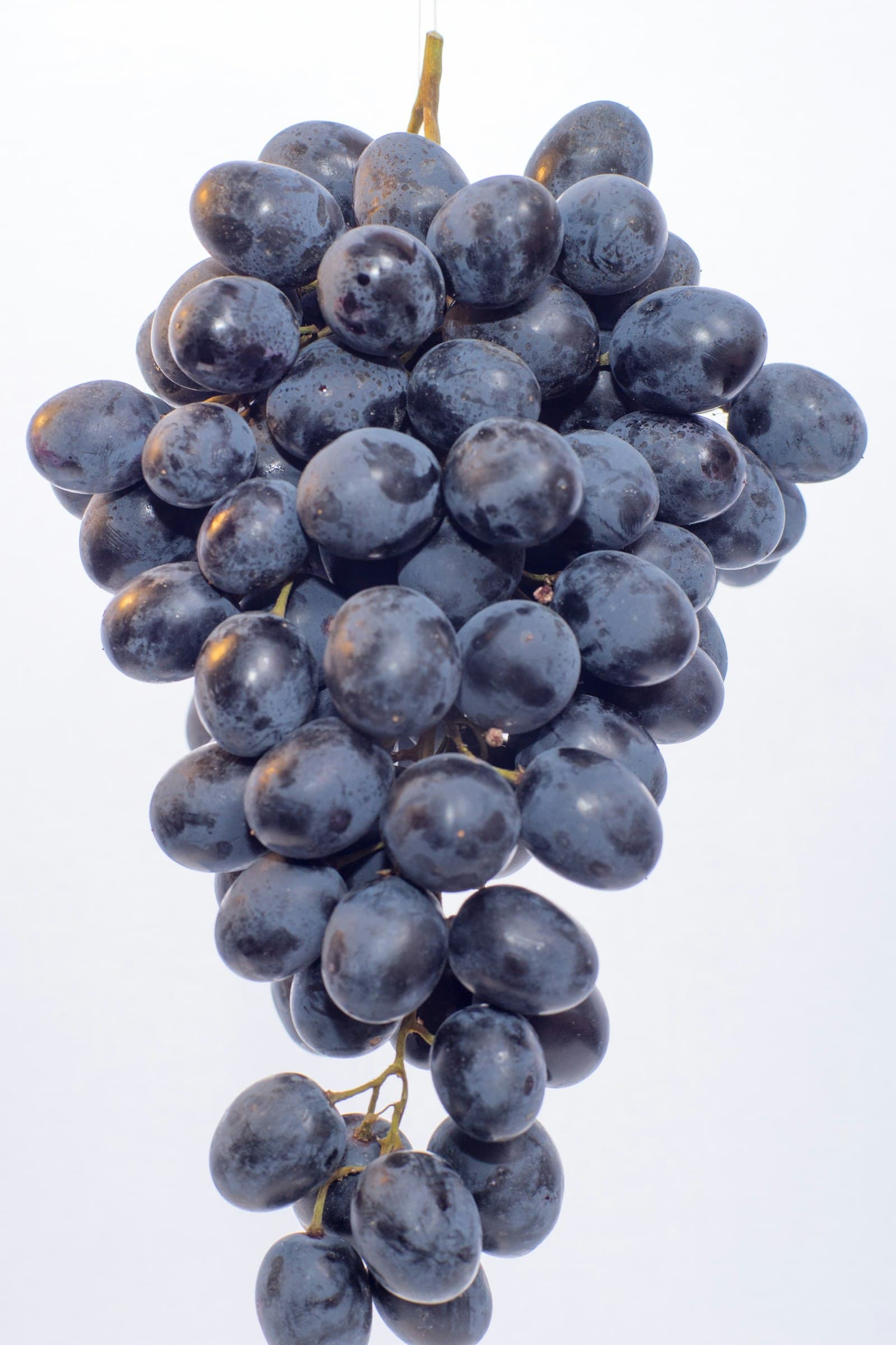 Grappe de raisin noir